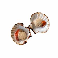 Coquille Halfshell 10/20 Ca 1 Kg Diepvries