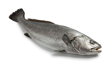 Corvina 2-3 Kg