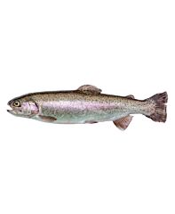 Forel Ca 250 Gr