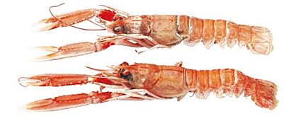 Langoustines 16-20