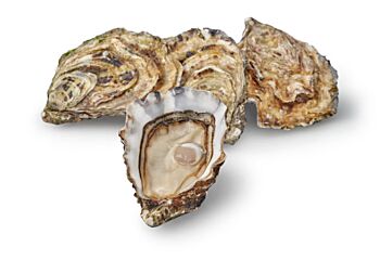 Oesters Oysri Nr 3