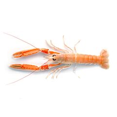 Nw Seacon Langoustine Noorse 17-20 70% Nw Diepvries