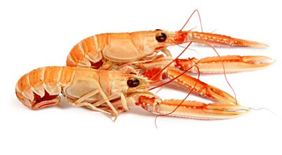 Nw Seacon Langoustine Noorse 8-12 70% Nw Diepvries