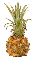 Ananas Mini