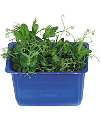 Koppert Cress Affilla Cress Solitair