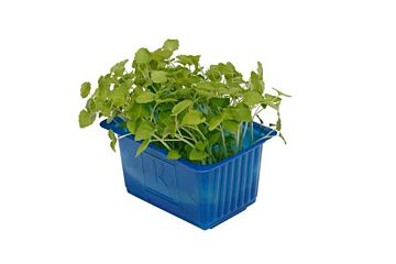 Koppert Cress Shiso Atsina Solitair