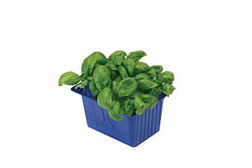 Koppert Cress Shiso Basil Single Eps-K