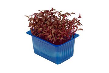 Koppert Cress Shiso Scarlet Single Eps-K