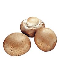 Kastanje Champignons Middel Klasse 1