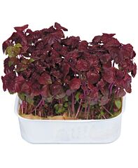 Koppert Cress Shiso Purple Single Eps-K